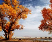 沙雅天气预报一周