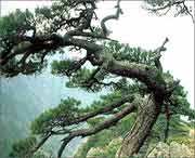 浦江天气预报一周