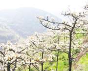 五河天气预报40天