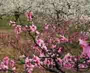 砀山天气预报一周