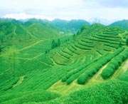 祁门天气预报40天