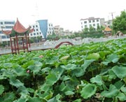 嘉禾天气预报15天