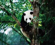 宝兴天气预报10天